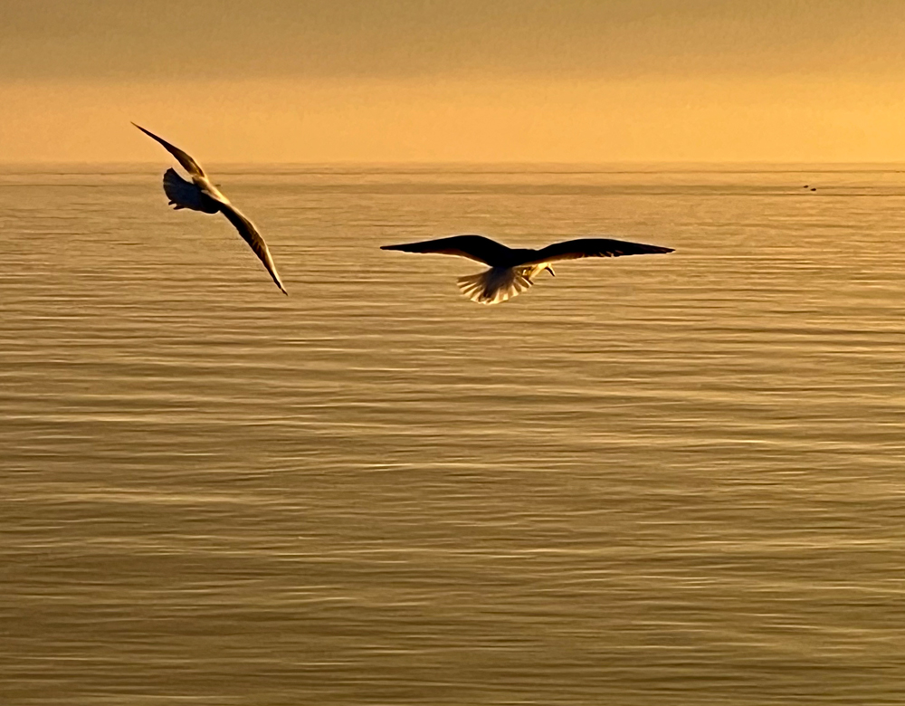 Brigitte B Burckhardt